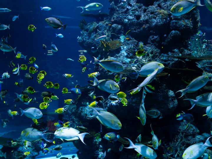 Acuario de Gnova